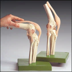 Anatomical Chart Company Functional Knee Joint Model - NS-50