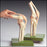 Anatomical Chart Company - Functional Knee Joint Model - NS-50