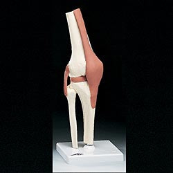 Anatomical Chart Company Functional Knee Joint Model - NS-50