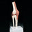 Anatomical Chart Company Functional Knee Joint Model - NS-50
