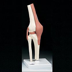 Anatomical Chart Company - Functional Knee Joint Model - A82