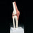 Anatomical Chart Company - Functional Knee Joint Model - A82