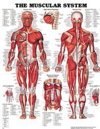 Anatomical Chart Company - Anatomical Chart Muscular System 20 X 26 Inch Styrene Plastic Grommets Laminated - 9781587796838