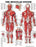 Anatomical Chart Company - Anatomical Chart Muscular System 20 X 26 Inch Styrene Plastic Grommets Laminated - 9781587796838