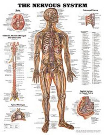 Anatomical Chart Company Anatomical Chart Nervous System Grommets - 9781587796906