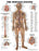 Anatomical Chart Company Anatomical Chart Nervous System Grommets - 9781587796906
