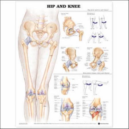 Anatomical Chart Company - Anatomical Chart Hip and Knee 20 X 26 Inch Styrene Plastic - 9781587798672