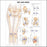 Anatomical Chart Company - Anatomical Chart Hip and Knee 20 X 26 Inch Styrene Plastic - 9781587798672