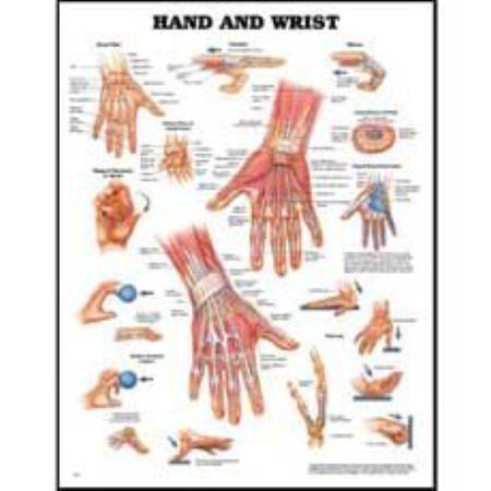 Anatomical Chart Company Anatomical Chart Hand and Wrist 20 X 26 Inch Styrene Plastic Grommets - 9781587796944