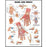 Anatomical Chart Company Anatomical Chart Hand and Wrist 20 X 26 Inch Styrene Plastic Grommets - 9781587796944