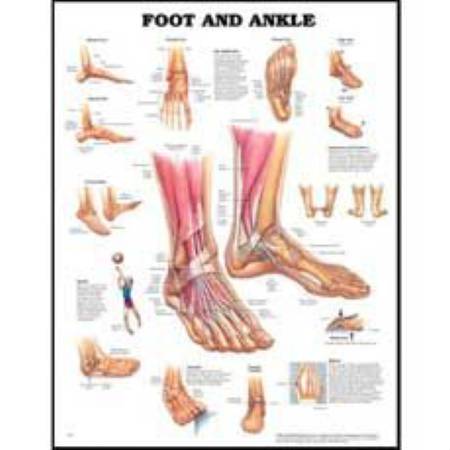 Anatomical Chart Company Anatomical Chart Foot and Ankle 20 X 26 Inch Styrene Plastic Grommets - 9781587796869