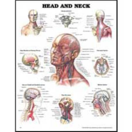 Anatomical Chart Company Anatomical Chart Head and Neck 20 X 26 Inch Styrene Plastic Grommets - 9781587797286