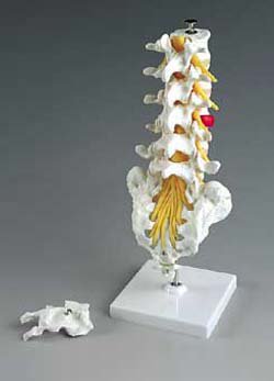 Anatomical Chart Company - Anatomical Model Flexible Lumbar Vertebral Column 55 kg - A76/5