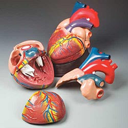 Anatomical Chart Company Budget Jumbo Heart Model - CH3