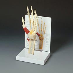Anatomical Chart Company Wrist and Hand Model - G192