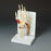 Anatomical Chart Company Wrist and Hand Model - G192