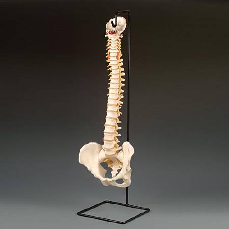 Anatomical Chart Company Male Vertebral Column Model - A59/1