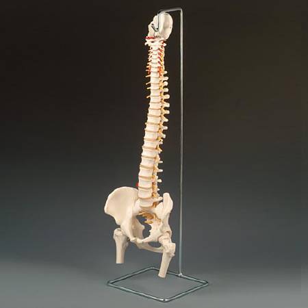 Anatomical Chart Company Vertebral Column and Femoral Heads Model - A59/1F