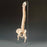 Anatomical Chart Company Vertebral Column and Femoral Heads Model - A59/1F