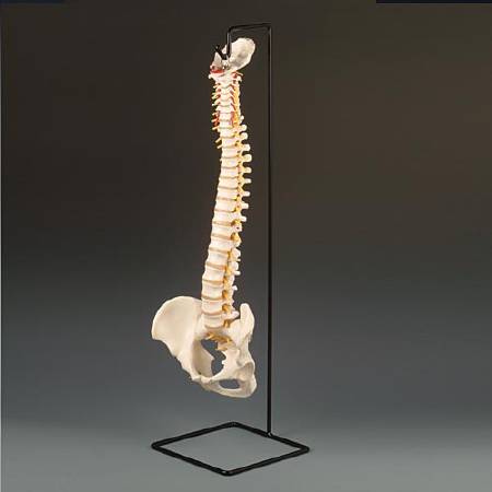 Anatomical Chart Company Model Stand - SM91