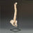 Anatomical Chart Company Model Stand - SM91