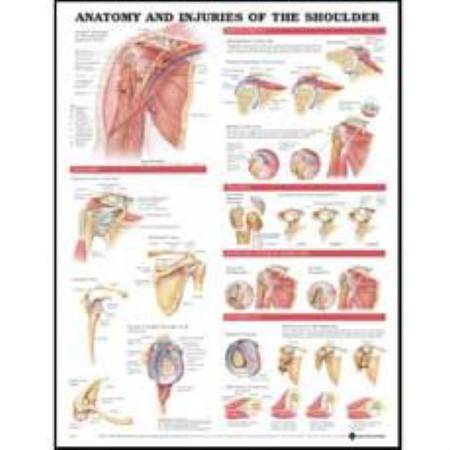 Anatomical Chart Company Anatomical Chart Anatomy and Injuries of the Shoulder 20 X 26 Inch Styrene Plastic - 9781587798092