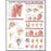 Anatomical Chart Company Anatomical Chart Anatomy and Injuries of the Shoulder 20 X 26 Inch Styrene Plastic - 9781587798092