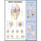 Anatomical Chart Company Anatomical Chart Knee 20 X 26 Inch Styrene Plastic Grommets - 9781587796968