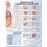 Anatomical Chart Company Anatomical Chart Sexually Transmitted Infections (Spanish) 20 X 26 Inch Plastic Wall Mount Laminated - 9780781773447