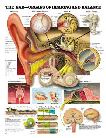 Anatomical Chart Company Anatomical Chart Ear -Organs of Hearing and Balance 20 X 26 Inch Plastic Wall Mount Laminated - 9781587791208