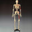 Anatomical Chart Company Bucky Painted and Numbered Budget Skeleton Model 23 lbs. - CH168