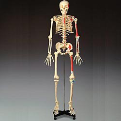 Bucky - Painted and Numbered Budget Skeleton Model 23 lbs. - CH168
