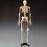 Bucky - Painted and Numbered Budget Skeleton Model 23 lbs. - CH168