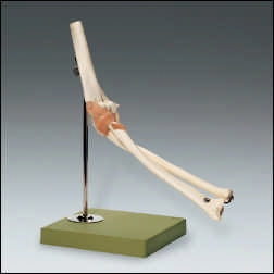 Anatomical Chart Company Functional Elbow Joint Model - NS-52