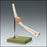 Anatomical Chart Company Functional Elbow Joint Model - NS-52