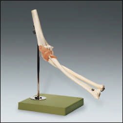 Anatomical Chart Company - Functional Elbow Joint Model - NS-52