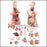 Anatomical Chart Company Budget Functional Francis Torso Model Male / Female - CMT32