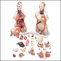 Anatomical Chart Company - Budget Functional Francis Torso Model Male / Female Interchangeable - CMT32