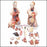 Anatomical Chart Company - Budget Functional Francis Torso Model Male / Female Interchangeable - CMT32