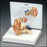 Anatomical Chart Company Life-Size Ear Model - G225