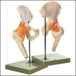 Anatomical Chart Company Functional Hip Joint Model - NS-51