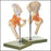 Anatomical Chart Company Functional Hip Joint Model - NS-51