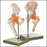 Anatomical Chart Company - Functional Hip Joint Model - NS-51