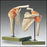 Anatomical Chart Company Functional Shoulder Joint Model - A80