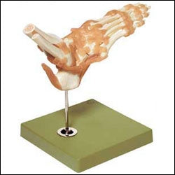 Anatomical Chart Company Functional Foot and Ankle Model - NS54