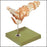 Anatomical Chart Company Functional Foot and Ankle Model - NS54
