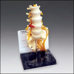 Anatomical Chart Company Basic Lumbar Vertebrae Model - G170