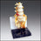 Anatomical Chart Company Basic Lumbar Vertebrae Model - G170
