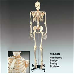 Anatomical Chart Company Bucky Skeleton Stand - CH10STANDN