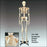 Bucky - Skeleton Stand - CH10STANDN